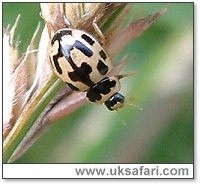 14-Spot Ladybird - Photo � Copyright 2004 Gary Bradley