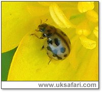 16-Spot Ladybird - Photo � Copyright 2004 Gary Bradley