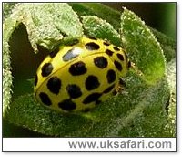 22-Spot Ladybird - Photo � Copyright 2005 Gary Bradley