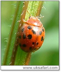 24-Spot Ladybird - Photo � Copyright 2004 Gary Bradley