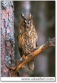 Long-eared OwlPhoto � Copyright 2006 Iain Byrne