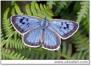 Photo � Copyright 2006 Dave Simcox