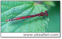 Large Red Damselfly - Photo � Copyright 2002 Gary Bradley