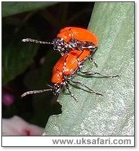 Lily Beetles Mating - Photo � Copyright 2003 Debbie Haskell