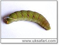 Lime Hawk-Moth Larva - Photo � Copyright 2005 Beryl Ladd