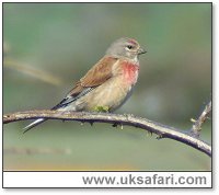 Linnet - Photo � Copyright 2006 Lesley Gadsden