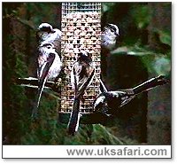 Long-Tailed Tits Feeding - Photo � Copyright 2004 Colin Ebdon 