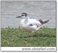 Little Gull - Photo � Copyright 2005 Steve Botham: s.botham@ntlworld.com