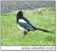 Magpie - Photo � Copyright 2005 Gary Bradley
