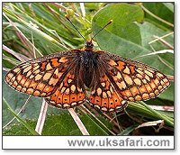 Marsh Fritillary - Photo � Copyright 2003 Steve Botham