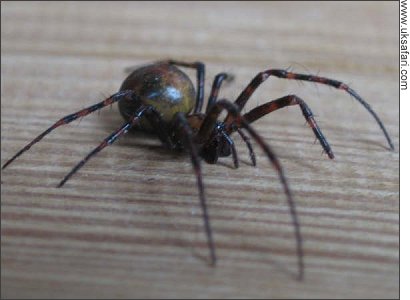 Cave Spider - Photo � Copyright 2008 Jim Hesketh