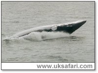 Minke Whale - Photo � Copyright 2002 Lasley Gadsden
