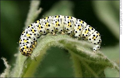 Mullein Moth Caterpillar - Photo � Copyright 2006 Tony Matthews