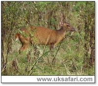 Muntjac - Photo � Copyright 2005 Alan Bunyan