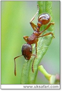 Ant (Myrmica rubra) - Photo � Copyright 2004 Gary Bradley