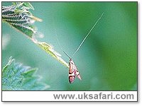 Longhorn Moth - Photo � Copyright 2002 Gary Bradley