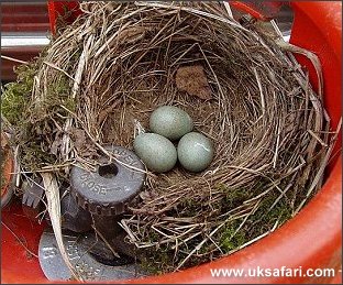 Blackbird Nest - Photo � Copyright 2005 Dean Stables
