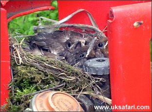 Blackbird Chicks - Photo � Copyright 2005 David Williams