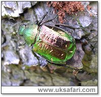 Noble Chafer - Photo � Copyright 2006 Matt Smith/PTES