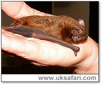 Noctule Bat - Photo � Copyright 2002 Gary Bradley
