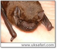 Close up of a noctule bat face - Photo � Copyright 2002 Gary Bradley