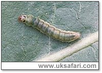 Green Oak Tortrix - Photo � Copyright 2001 Gary Bradley