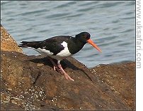 Oystercatcher - Photo � Copyright 2006 John Chilton