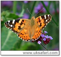 Painted Lady - Photo � Copyright 2002 Margaret Barton