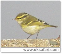 Pallas's Warbler - Photo � Copyright 2004 Gary Vause