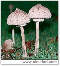 Parasol Mushrooms - Photo � Copyright 2003 Gary Bradley