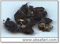 Tawny owl pellet - Photo � Copyright 2000 Gary Bradley