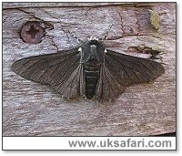 Peppered Moth - Photo � Copyright 2005 Steve Botham: s.botham@ntlworld.com