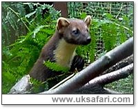 Pine Marten - Photo � Copyright 2000 Patrick Wilson