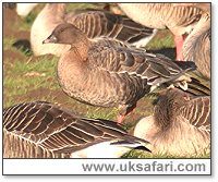 Pink-Footed Goose - Photo � Copyright 2005 Steve Botham