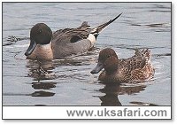 Pintail Ducks - Photo � Copyright 2000 Gary Bradley
