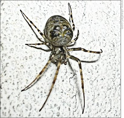 Pirate Spider - Photo � Copyright 2007 Perry Lambert