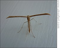 Brown Wood Plume - Photo � Copyright 2003 G. Bradley