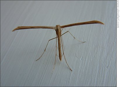 Plume Moth - Photo � Copyright 2003 Gary Bradley