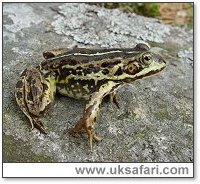 Female Pool Frog - Photo � Copyright 2005 Jim Foster/English Nature