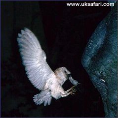 Barn Owl - Photo � Copyright 2002 Martin Bailey