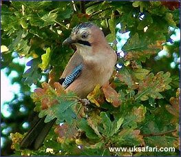 Jay - Photo � Copyright 2003 Margaret Barton