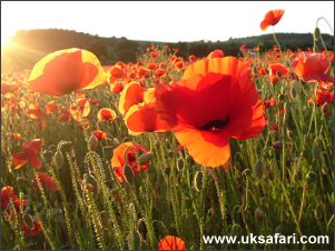 Poppies  - Photo � Copyright 2004 Emily Woodall