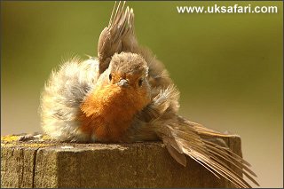Robin - Photo � Copyright 2004 Louis Joyce