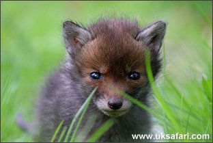 Fox Cub - Photo � Copyright 2005 Ian Stickland