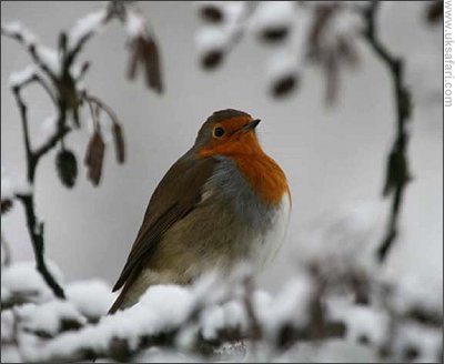 Photo � Copyright 2007 Robin Ward