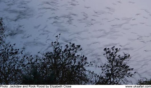 Jackdaw + Rook Roost - Photo � Copyright 2009 Elizabeth Close