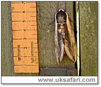 Privet Hawk-Moth - Photo � Copyright 2005 Janet Rouse