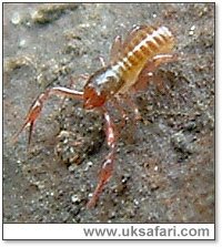 Pseudoscorpion - Photo � Copyright 2003 Gary Bradley