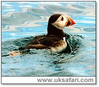 Puffin at Sea - Photo � Copyright 2002 Chris Edwards - www.globalphotosite.co.uk