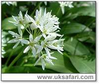 Ramsons - Photo � Copyright 2005 G. Bradley
